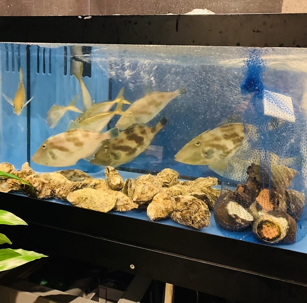 お客様に提供する活魚や活貝は生け簀から取り出し、新鮮なうちに調理！厳選した地酒とも相性最高です