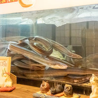 とれたて新鮮な魚を提供！たつみならではの豪華料理！