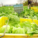 4名様、8名様用の個室もご用意。ご予約はお早めに。