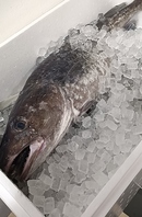 魚介は三陸産を使用。