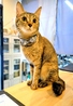 猫ダイニングA caT エーキャットのおすすめポイント3