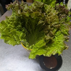 まきまきの葉