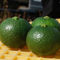 希少な高知・宿毛の香酸柑橘「直七（なおしち）」