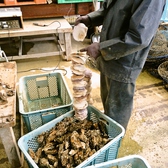 帆立の貝殻に牡蠣の卵を産み付けて飼育。400年以上も前の室町時代から牡蠣の養殖は行われています◎