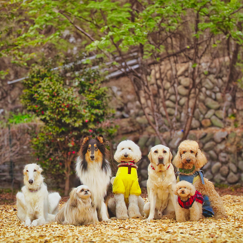 大型犬を中心としたワンズ