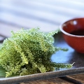 料理メニュー写真&nbsp;活!!海ぶどう～沖縄直送～