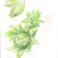 【新潟・妙高高原】『ふきのとう』雪解けを待たずに顔を出す春の使者。一番早く出てくる山菜です。独特の香りとほろ苦さが春の息吹を感じさせます。北海亭では天ぷらでお出し致します。