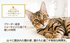 Cat Lounge Libertybellの写真