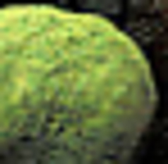 伊達茶クリーム大福