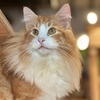 Cat&Animal Cafe Noah s Ark ノアズアーク 京都水族館前店