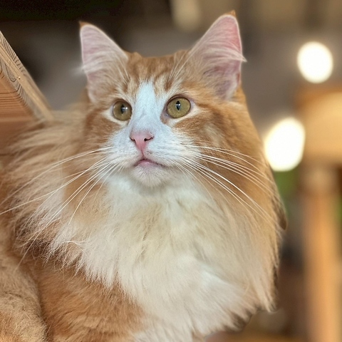 Cat&Animal Cafe Noah s Ark mAYA[N sّOX