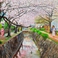 【京都　哲学のみち】桜は、春の象徴であり、縁起の良いことの始まりを意味するとされています。また、桜の「さ」には【稲】の意味が、「くら」には神が宿る作物の【蔵】の意味があるため、古来より五穀豊穣の象徴とされています。本作品にあふれる縁起の良さに、「福」を求め訪れて下さるお客様もいらっしゃいます。