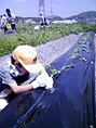 【茨木宙（そら）いも】町おこしイベント応援してます！！5月苗植え＆１０月に収穫☆