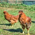 料理メニュー写真 おおいた冠地鶏