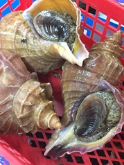 旬の食材をふんだんに使っております！
