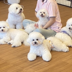 ドッグカフェ ルミナス 県庁前の特集写真