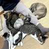 保護猫カフェstellataのおすすめポイント1