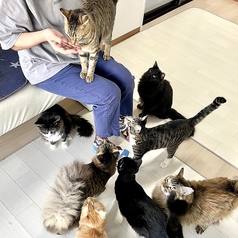 保護猫カフェstellataのおすすめ料理2