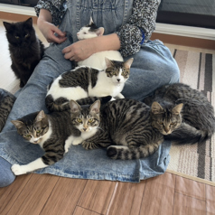 保護猫カフェstellataのおすすめ料理1