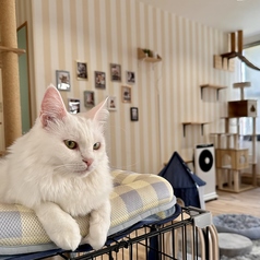 猫カフェ 美観nekoの写真