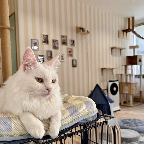 かわいい猫たちと過ごす、 ちょっと特別なひととき。