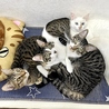 保護猫カフェstellataのおすすめポイント2