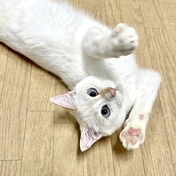 単身者の方でも譲渡OK