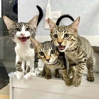 猫ちゃんはみんな保護猫ちゃん