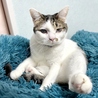 保護猫カフェstellataのおすすめポイント3