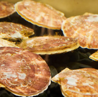こだわりの魚介の数々はどれも新鮮！