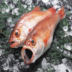 日本料理 越前がに 浜町緒ばたの特集写真