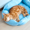 保護猫カフェstellataのおすすめポイント1