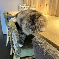 Cat&Animal Cafe Noah s Ark ノアズアーク 京都水族館前店の雰囲気3