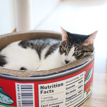 保護猫カフェstellataのおすすめ料理1