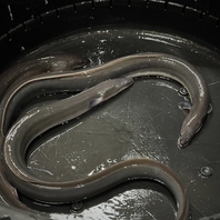 ニホンウナギとは？