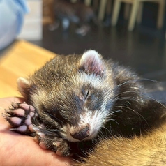 Cat&Animal Cafe Noah s Ark ノアズアーク 京都水族館前店の雰囲気2