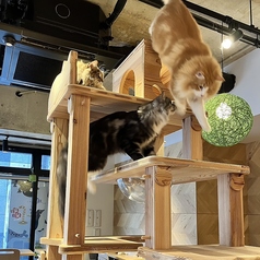 Cat&Animal Cafe Noah s Ark ノアズアーク 京都水族館前店のおすすめポイント1