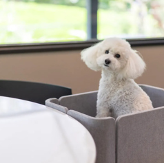 dog lounge yaburo ドッグラウンジヤブロの特集写真