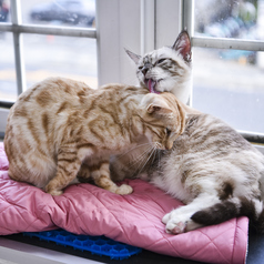 Cat&Animal Cafe Noah s Ark ノアズアーク 祇園店の特集写真