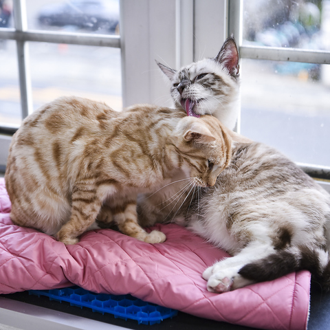 Cat&Animal Cafe Noah s Ark ノアズアーク 祇園店(祇園/カフェ