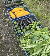 地元、神戸の野菜や食材