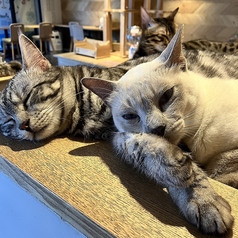 Cat&Animal Cafe Noah s Ark ノアズアーク 京都水族館前店のコース写真