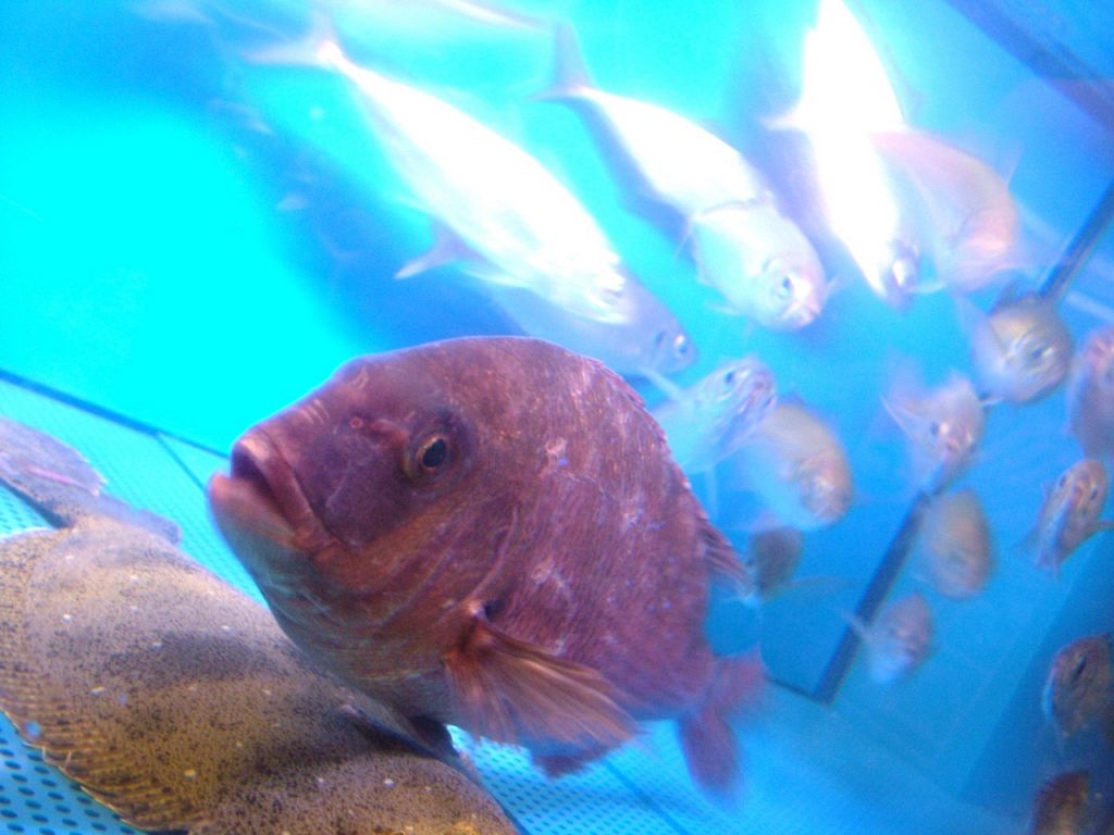 この度、村さ来に生簀ができました！！漁港から直接村さ来にやってきます！
