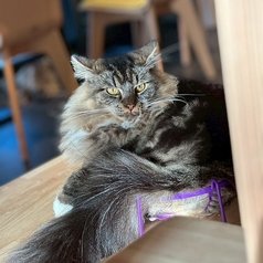 Cat&Animal Cafe Noah s Ark ノアズアーク 京都水族館前店のコース写真