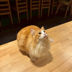 Cat&Animal Cafe Noah s Ark ノアズアーク 京都水族館前店のコース写真