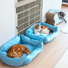 保護猫カフェstellataの雰囲気1
