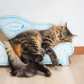 保護猫カフェstellataの雰囲気3