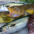 釣り船と提携してるからこその獲れたて鮮魚！