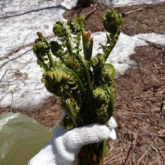 北海道産 天然山菜のお浸し