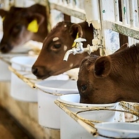 但馬牛と秘伝の割り下。羽釜ご飯で〆る至高のすき焼き
